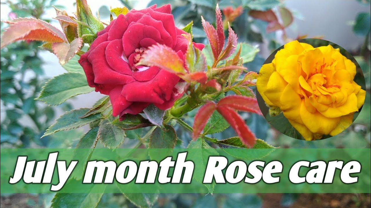 Rose care in July month care of roses in rainy season care of
