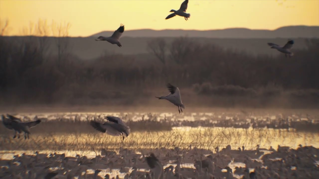 Guarda 2022 12 Return to Bosque su YouTube Guarda 2022 12 Return to Bosque su YouTube