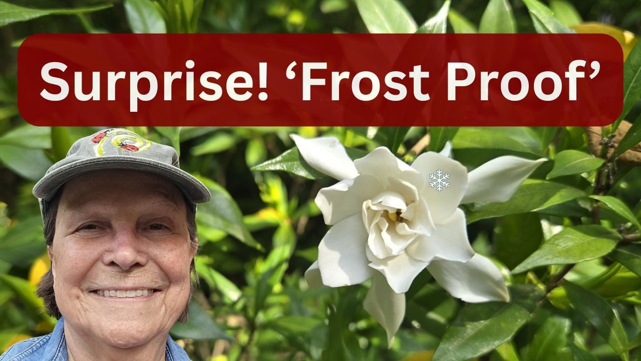 38灯 THE RICH BOTANICAL Cape Jasmine Cape Jasmine Gardenia - From Mystery to Must Have! - YouTube