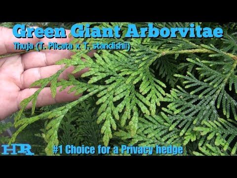 Video: A mund të rriten arborvita gjigante jeshile në hije?