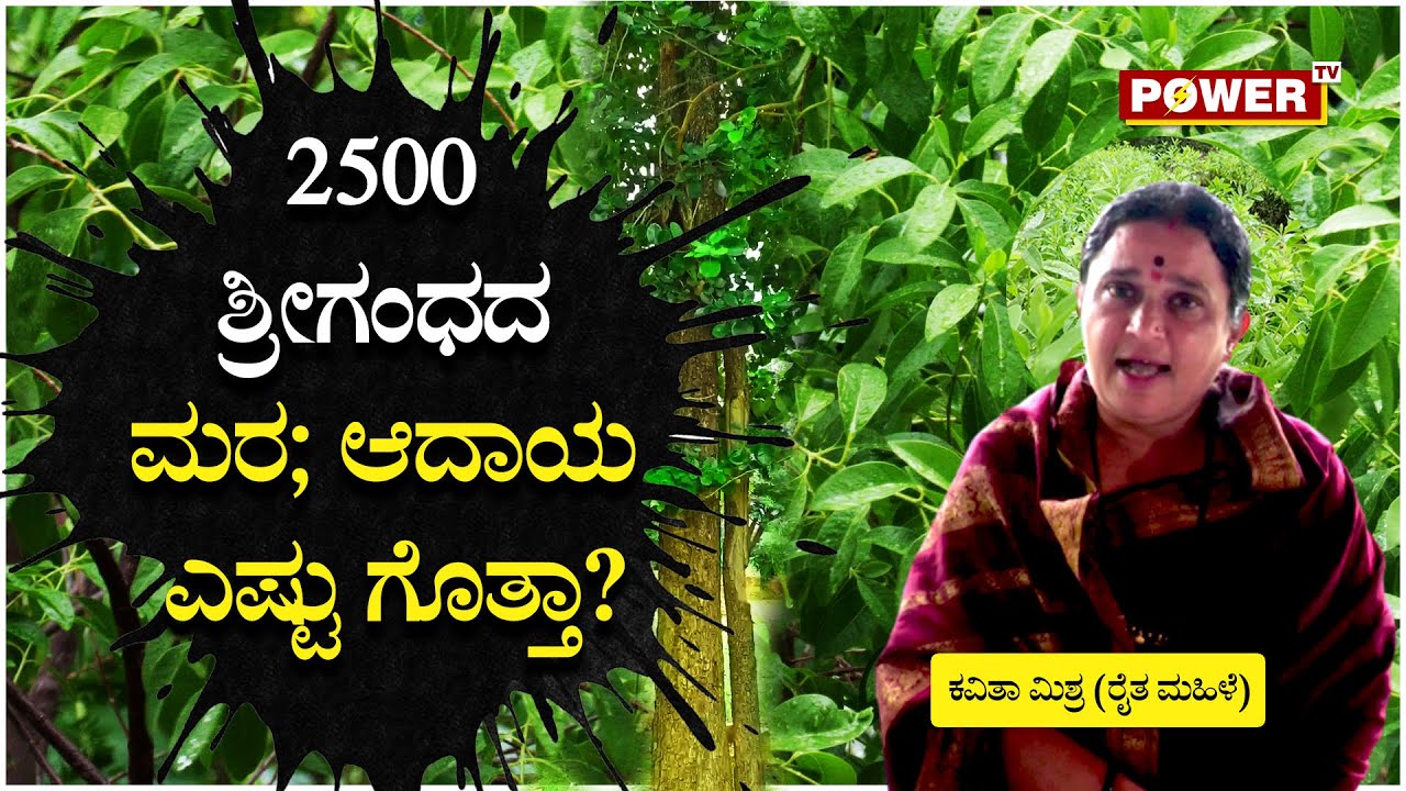 Mannina Magalu Kavitha Mishra : 2500 ಶ್ರೀಗಂಧದ ಮರ; ಆದಾಯ ಎಷ್ಟು ಗೊತ್ತಾ? | Power TV News