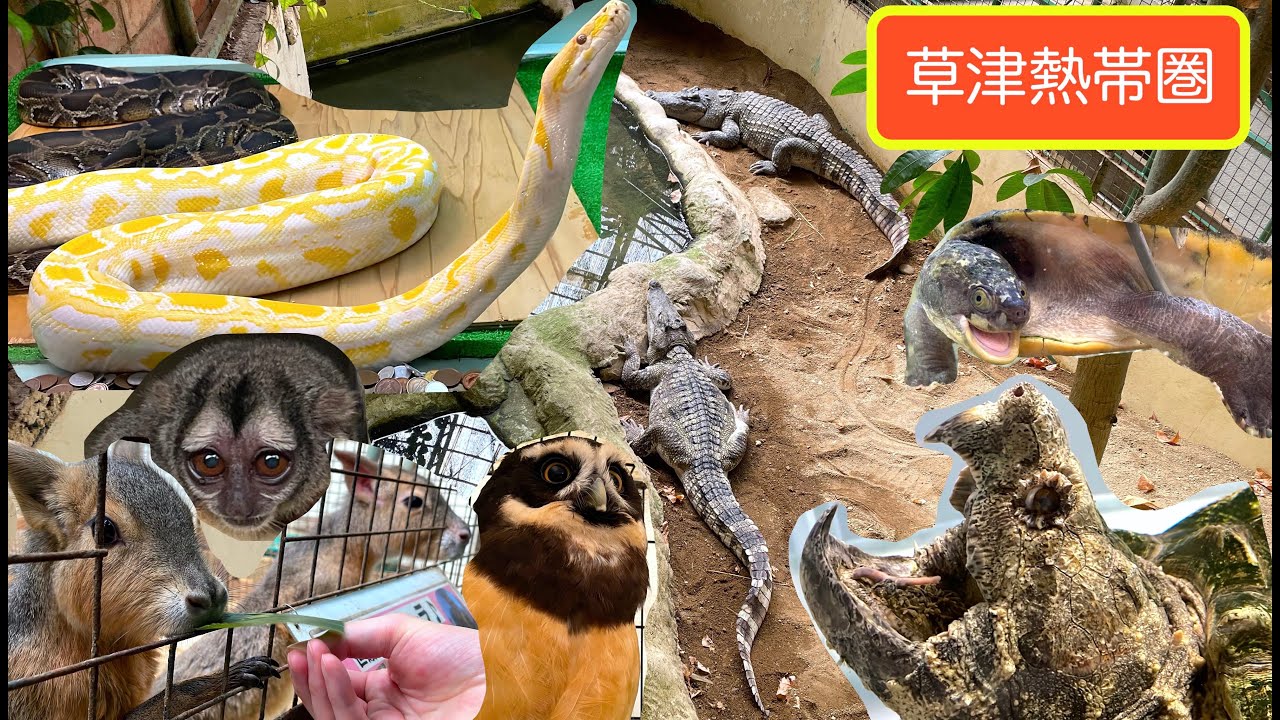 【草津熱帯圏・ペット同伴OK】エサやり体験が楽しい巨大な亜熱帯ドーム