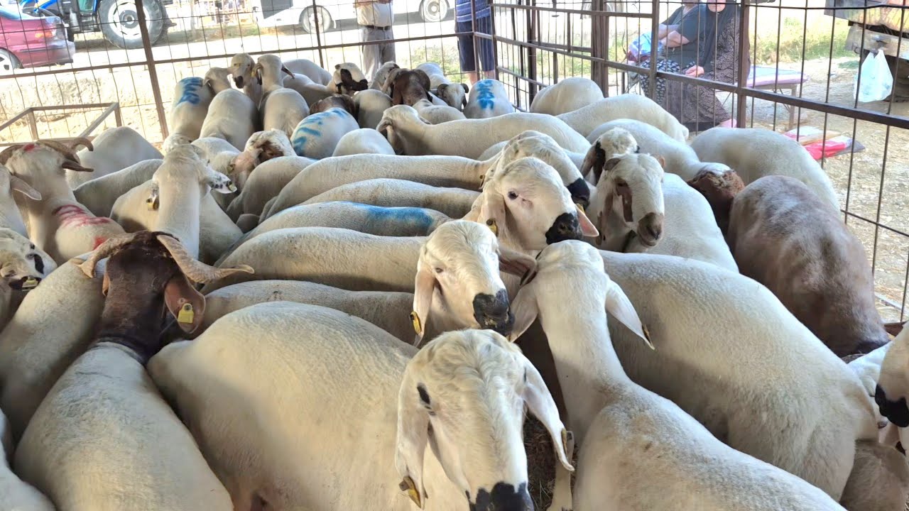ADANA YÜREĞİR MESLEK LİSESİ HAYVAN PAZARI #keşfet #koyun #keçi #kurbanlıkfiyatları #2025