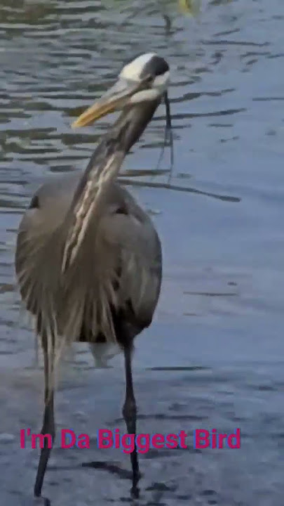 I'm Da Biggest Bird. #greatblueheron