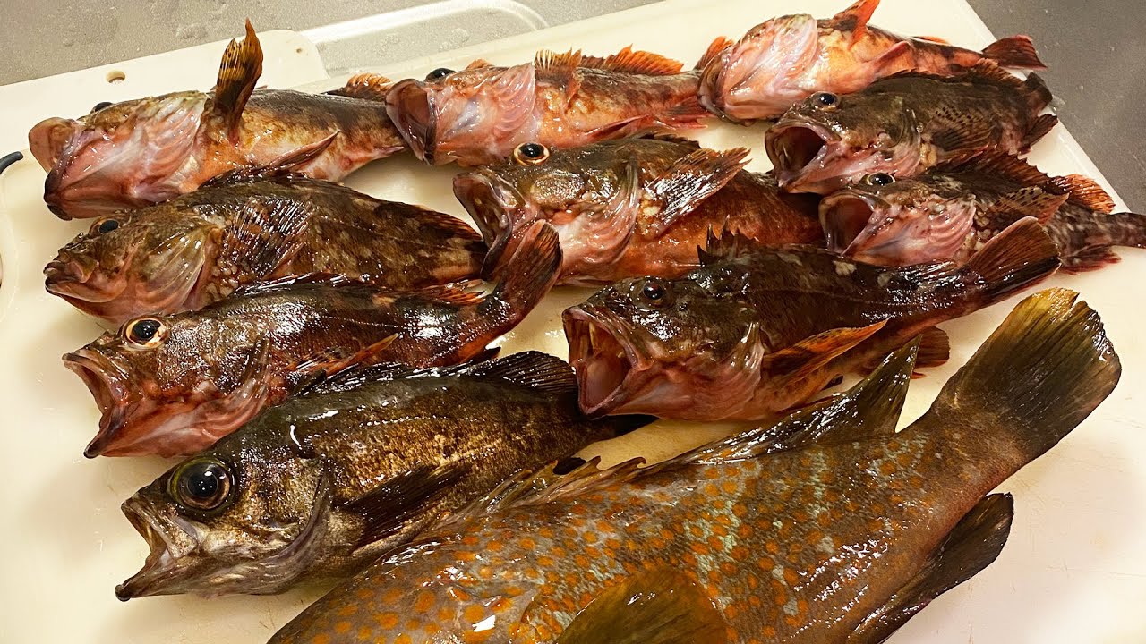 無難にメバルカサゴ船！のんびり数釣りを楽しんでいるとまさかの超高級魚が出現！？【浦安・吉野屋】