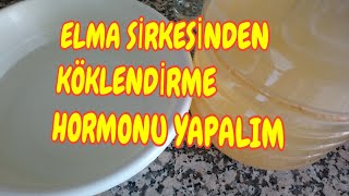 Elma Sirkesinden Bitki Köklendirme Hormonu Nasıl Yapılır?