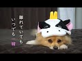 【平日ルーティン】愛犬とアラサー独身男の平日