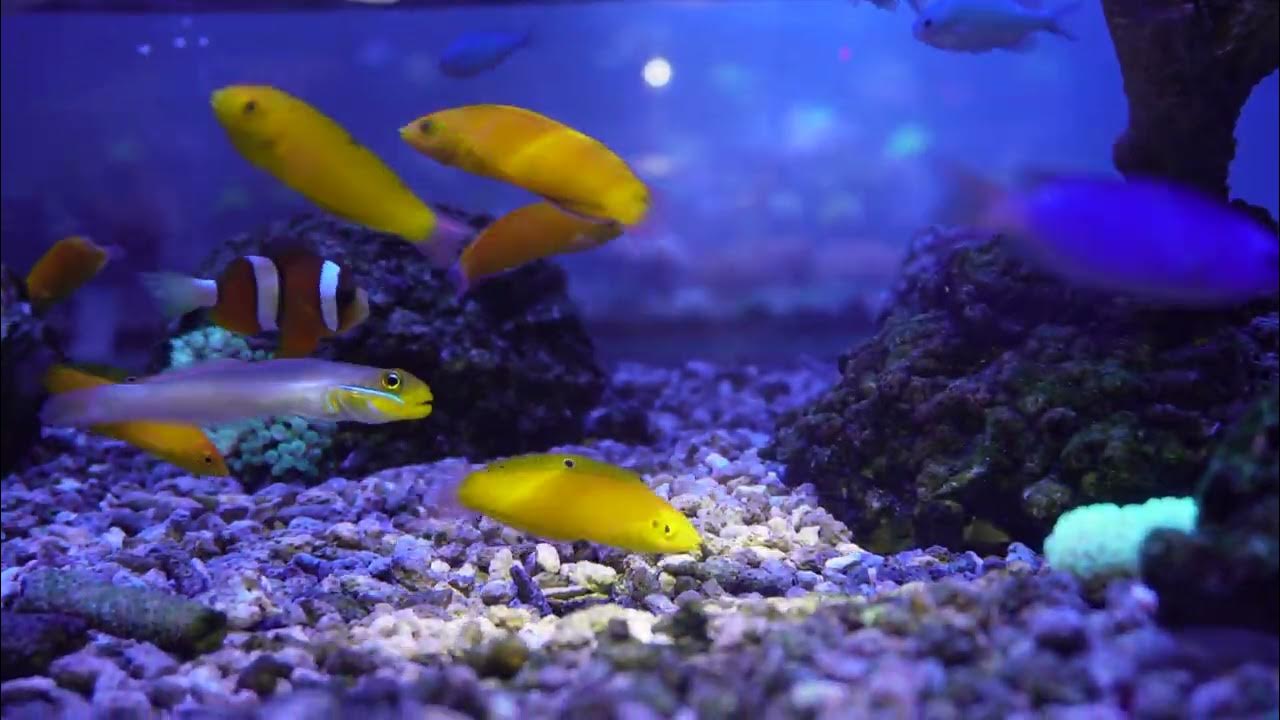 イエローコリス YouTube