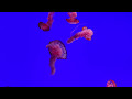 Jellyfish 4k