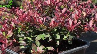 Барбарис Тунберга Atropurpurea Nana.