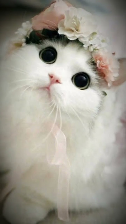 jedag jedug kucing lucu (DJ apaci apacu)#short #kucinglucu