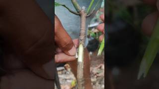 Summer Mango Grafting - Full Tutorial To Success In 20 Days
