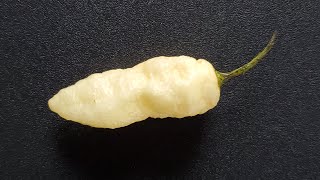 Bhut Jolokia White Aka Ghost Pepper