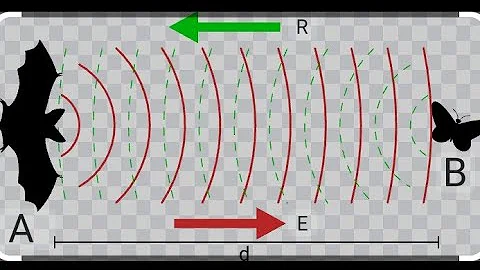 |Echolocation: Bats' Secret Tool||The Amazing Ability of Bat Echolocation||Bats and Echolocation|