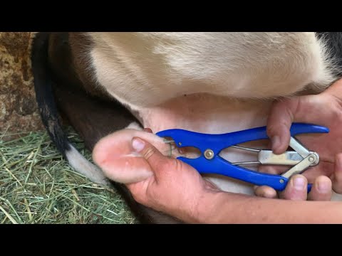 Animal rubber castration rings