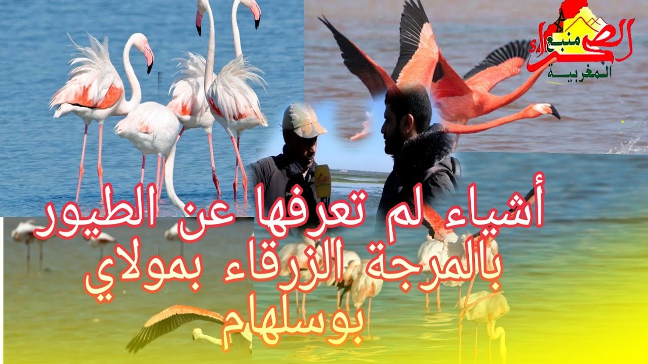 أشياء أول مرة تعرفها عن أشهر الطيور بالمرجة الزرقاء مولاي بوسلهام