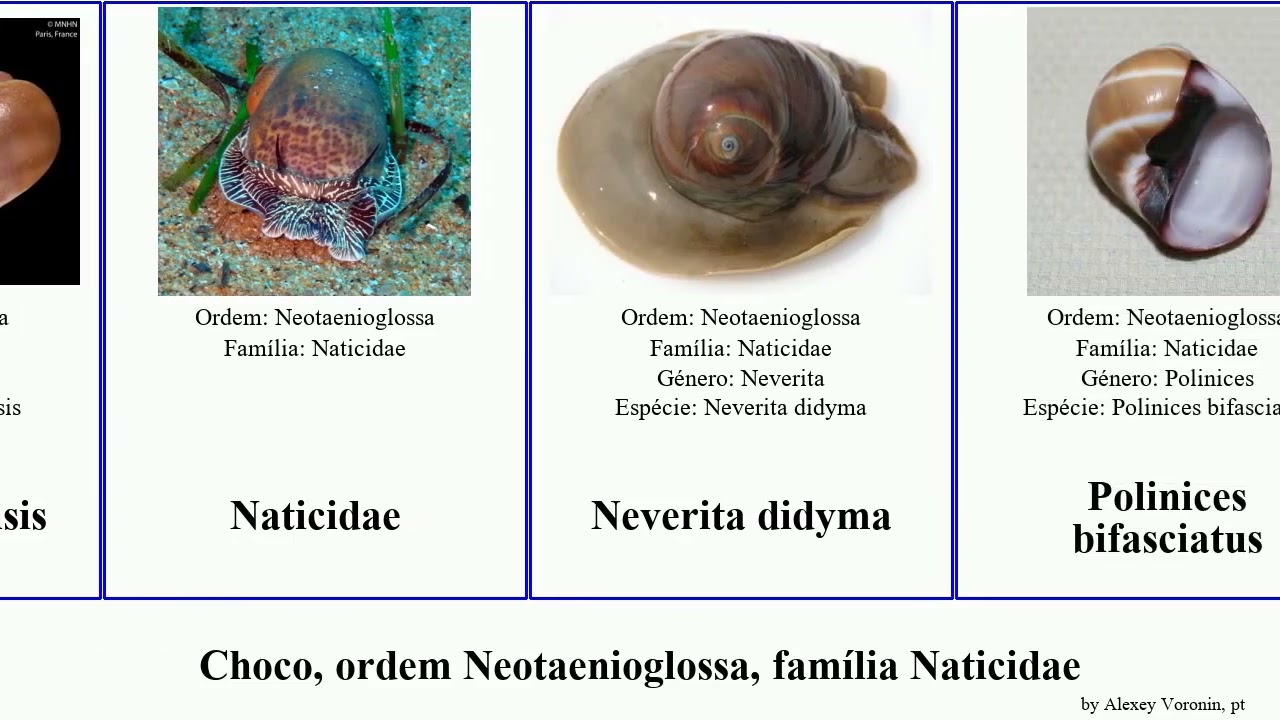 Choco, ordem Neotaenioglossa, família Naticidae polinices sinum uber heros mollusca catena fusca