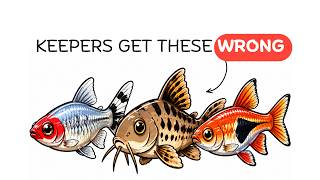 Stop Buying the Wrong Schooling Fish (These 8 Are Better) by AquaFleex