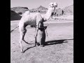 هجن الحويطات