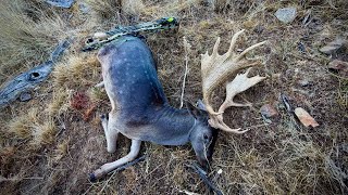 Bowhunting fallow deer 