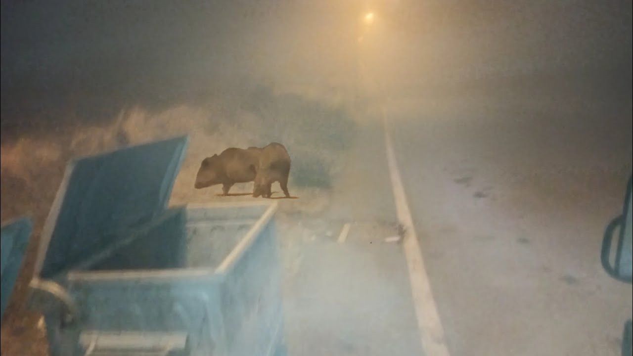 Yoğun sisli havada yaban hayvanları hurda toplatmadı