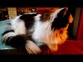 Анекдот Сидять два коти і розмовляють Cat Humor юмор анекдоты Анекдот Сидять два коти і розмовляють Cat Humor юмор анекдоты