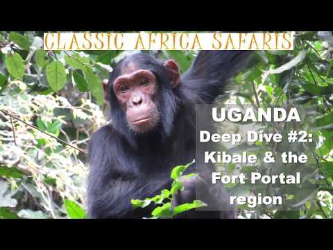 Webinar: Uganda Deep Dive #2: Kibale Forest & Fort Portal region