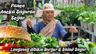 Download Lagu Panen Sayur di Kebun Samping Rumah 🌿 Langsung Jadi Burger \u0026 Salad Sehat! MP3