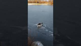 Cat walking on ice Resimi