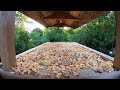 Bird Feeder June 21
