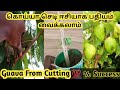 Grow guava from cutting in tamil::கொய்யா மரம் வளர்ப்பது எப்படி