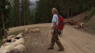 Hütehunde - seit Jahrhunderten unermüdliche Helfer des Menschen