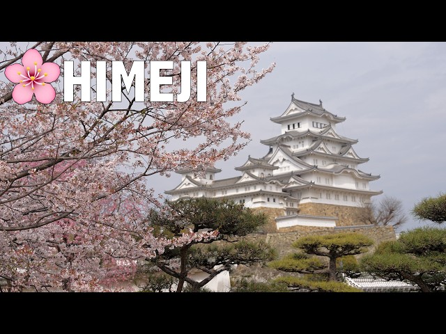 🌸 Cherry Blossoms in Full Bloom 🌸 Himeji Castle 🌸 姫路城