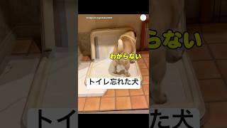 クルクル回ってたらトイレのやり方忘れた犬 #パグ #犬 #犬のいる暮らし #面白い #かわいい犬