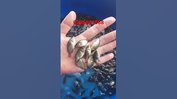 Giống rô phi đơn tính bảo lộc trung quốc ☎️ 0396821568