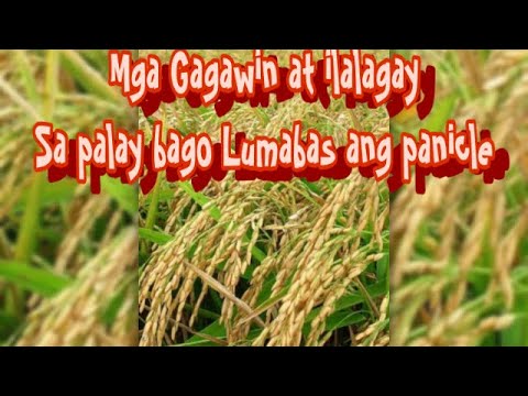 Video: Edible Wild Plant Guide - Mga Tip sa Pag-aani ng Mga Natutubong Halaman na Nakakain