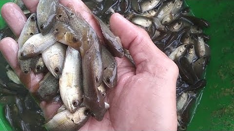 Cá Rô Đầu Nhím Giống Tốt Nuôi Đạt Hiệu Quả Cao || Sai 250 Con/1ký Ngày 16/10/2021