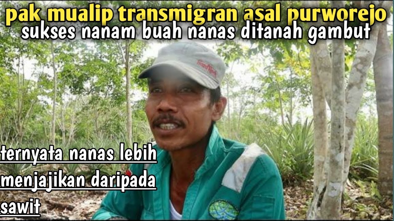 PAK MUALIB TRANSMIGrAN ASAL PURWOREJO SUKSES NANAM NANAS DI LAHAN GAMBUT