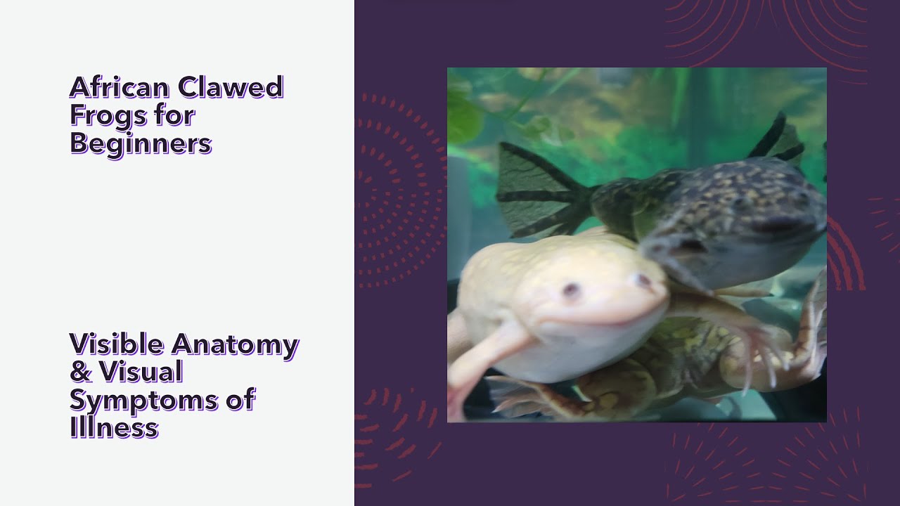 African Clawed Frogs for Beginners EP8: ACF Anatomy - YouTube