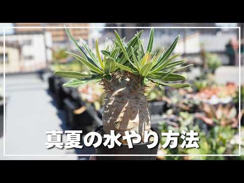 水やり忘れても大丈夫！コンテナ植物5選