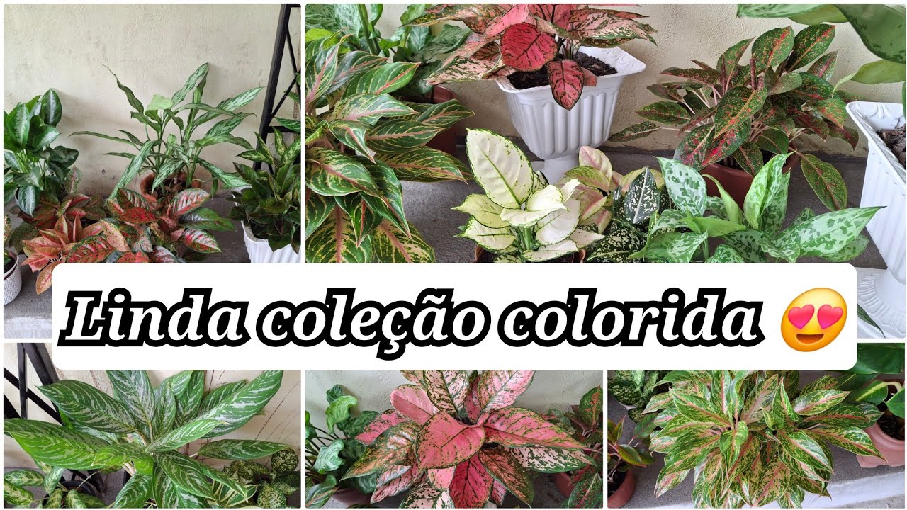 32 AGLAONEMAS NA MINHA COLEÇÃO APRESENTANDO  COM DICAS DE CULTIVO 😍🤗