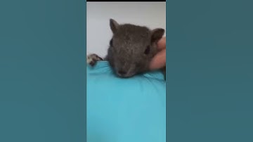 Sóc Bông nuôi trong nhà từ nhỏ tiếng kêu bầy đàn