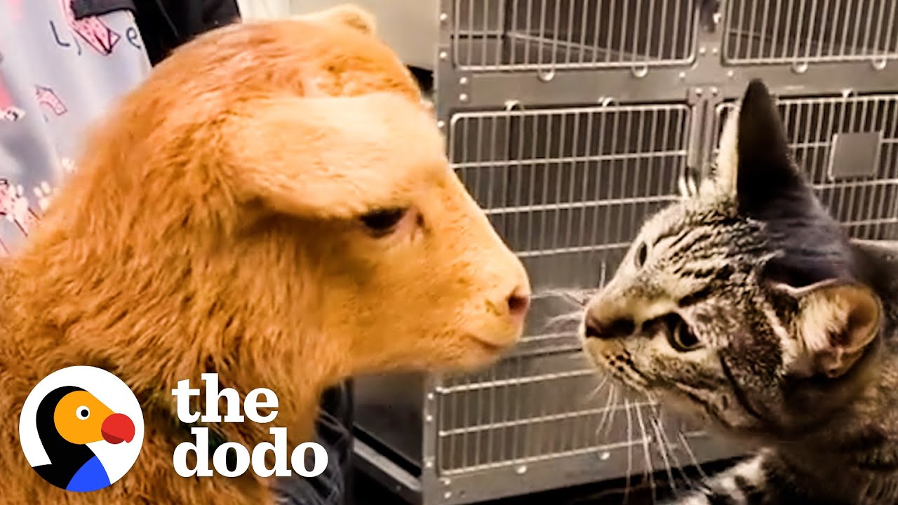 ⁣Cat Reaches Into Every Cage At The Vet To Pet The Animals | The Dodo Cat Crazy