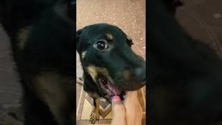Ада - сбитая машиной Ада - сбитая машиной