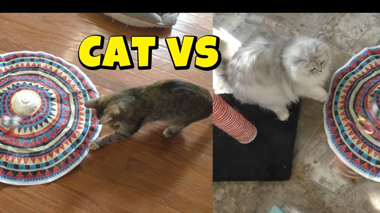 Amazon Hide And Seek Cat Toy Review! 😻