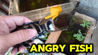 Move angry fish to the new tank