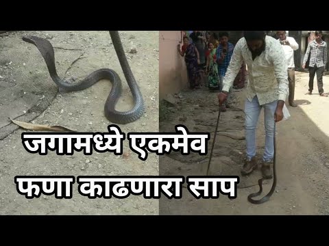 water snake pet जगामध्ये एकमेव फणा काढणारा साप || indian cobra || How to Rescue snake || venomous Snake || cobra |