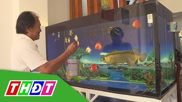 Giải trí với thú vui nuôi cá cảnh | THDT