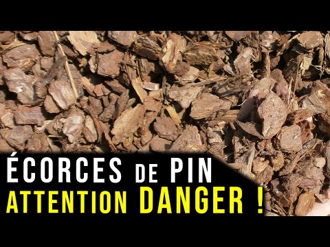 Vidéo: Quelles plantes sont dans les bois de pin?