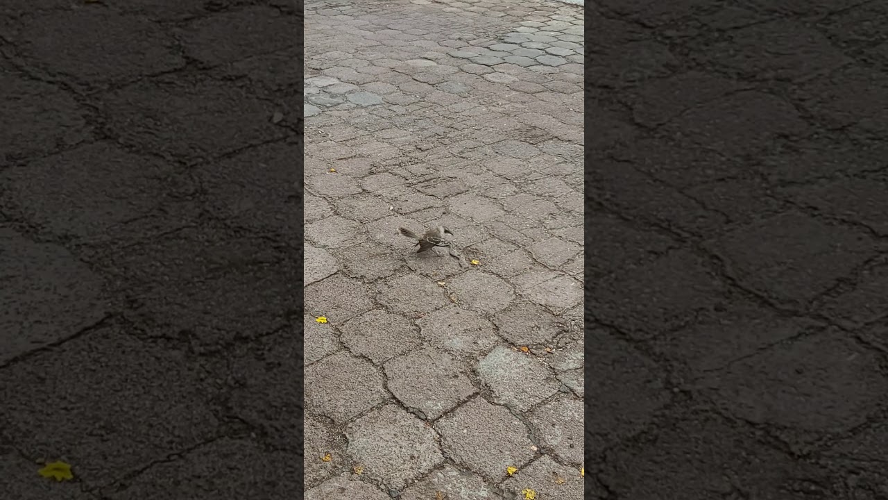 Galapagos Mockingbird eating a Racer Snake